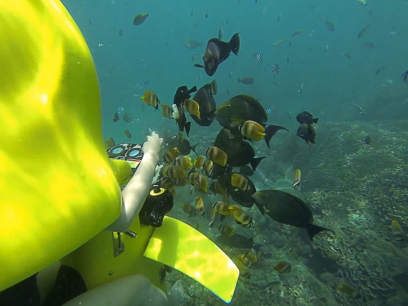 Scuba Diving + Snorkeling Trip Ideas green marine biology underwater biology coral reef underwater diving reef fish diving Scuba Diving coral reef fish