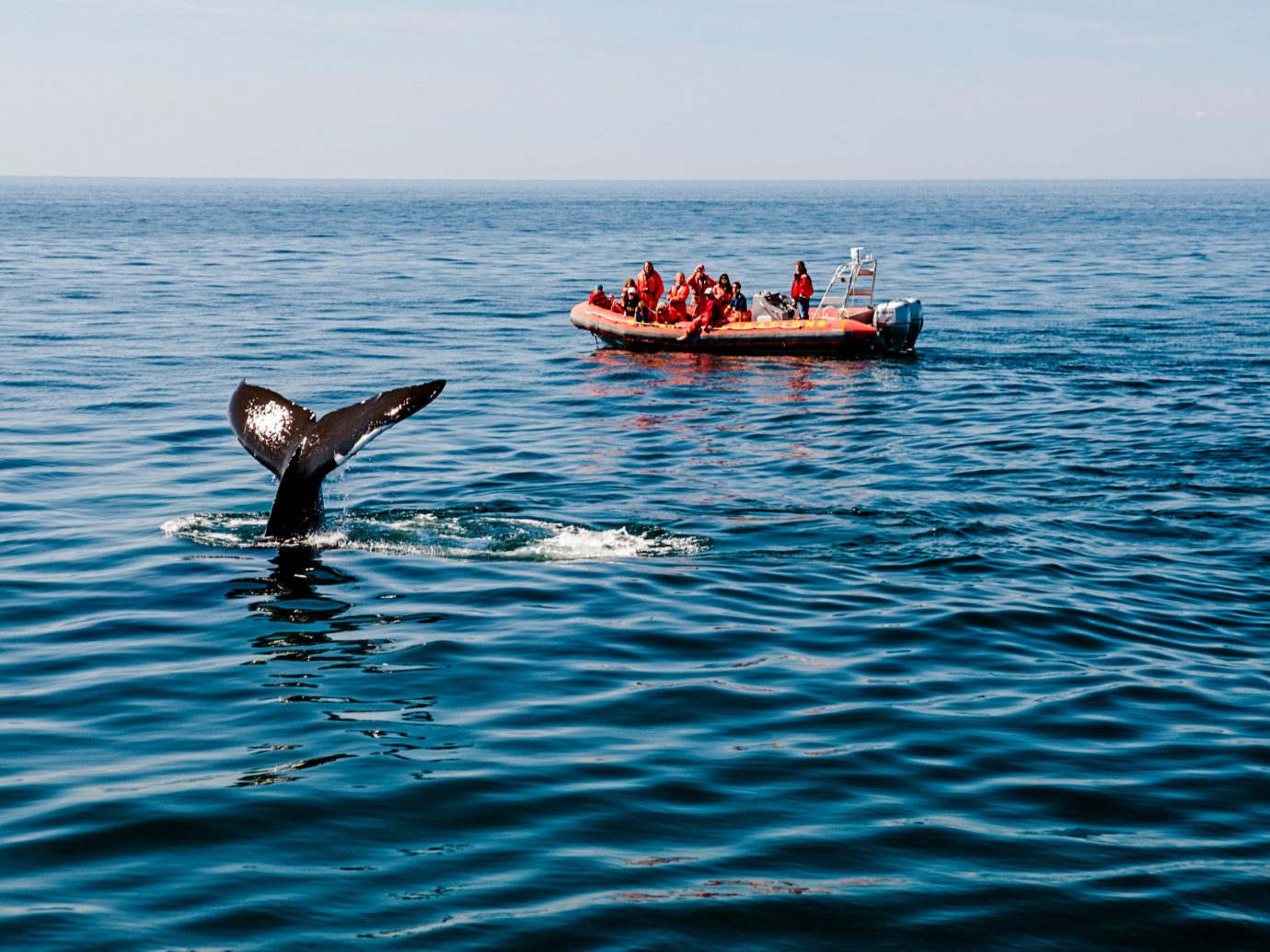 Trip Ideas water sky outdoor Boat Sea Ocean marine mammal whales dolphins and porpoises vehicle Coast boating aquatic mammal bay dolphin swimming