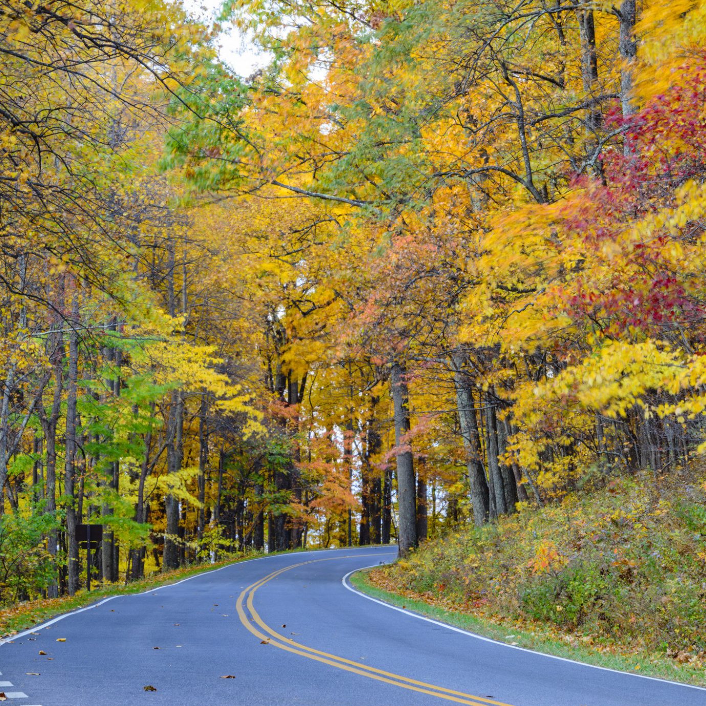 Outdoors + Adventure Road Trips Trip Ideas tree outdoor grass Nature leaf autumn yellow road woody plant deciduous path temperate broadleaf and mixed forest woodland Forest plant way biome landscape sunlight state park maple tree sky wooded traveling surrounded