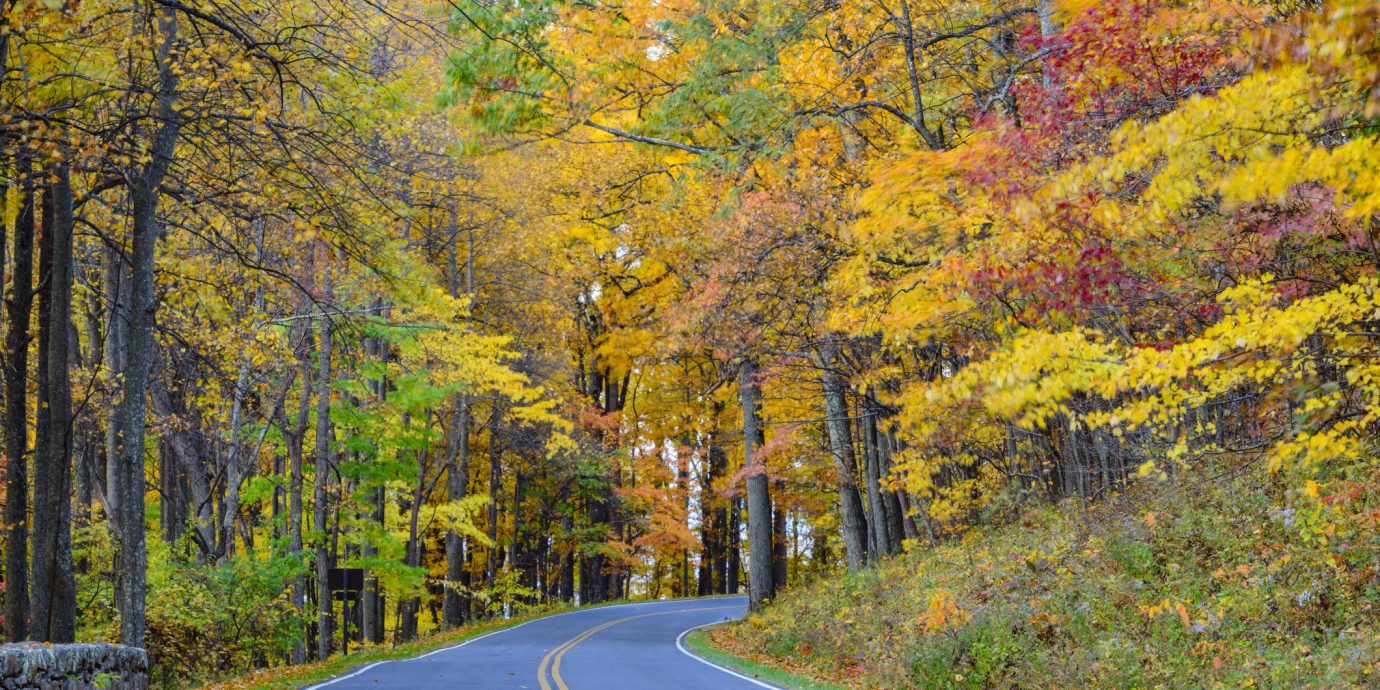 Outdoors + Adventure Road Trips Trip Ideas tree outdoor grass Nature leaf autumn yellow road woody plant deciduous path temperate broadleaf and mixed forest woodland Forest plant way biome landscape sunlight state park maple tree sky wooded traveling surrounded