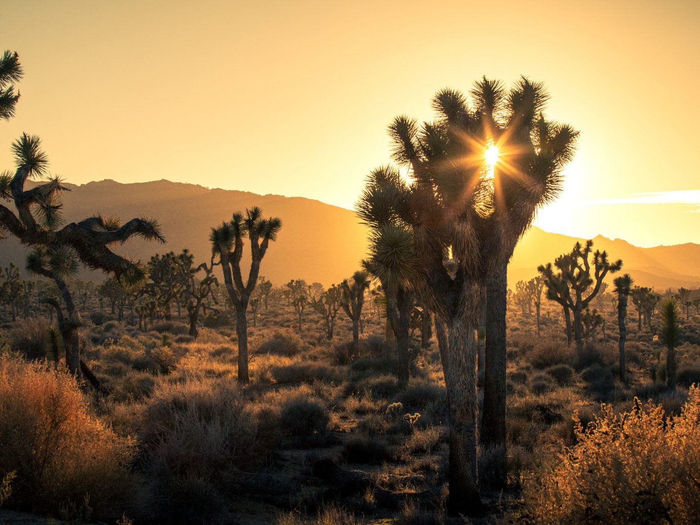 Cacti in the desert of Palm Springs