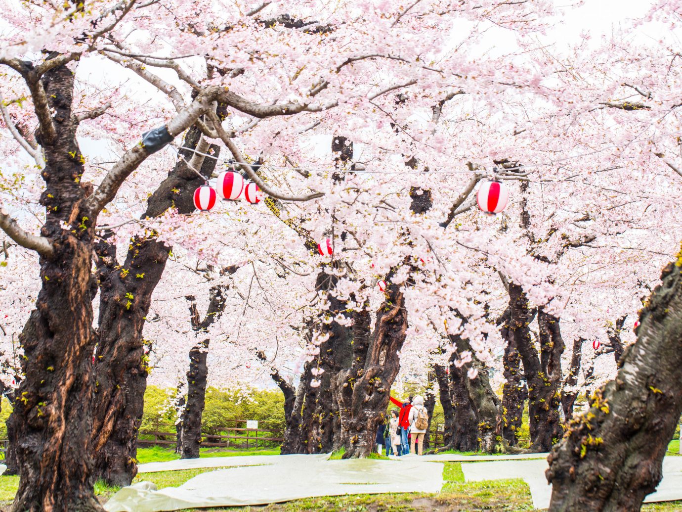 Japan Trip Ideas flower plant tree blossom cherry blossom spring branch
