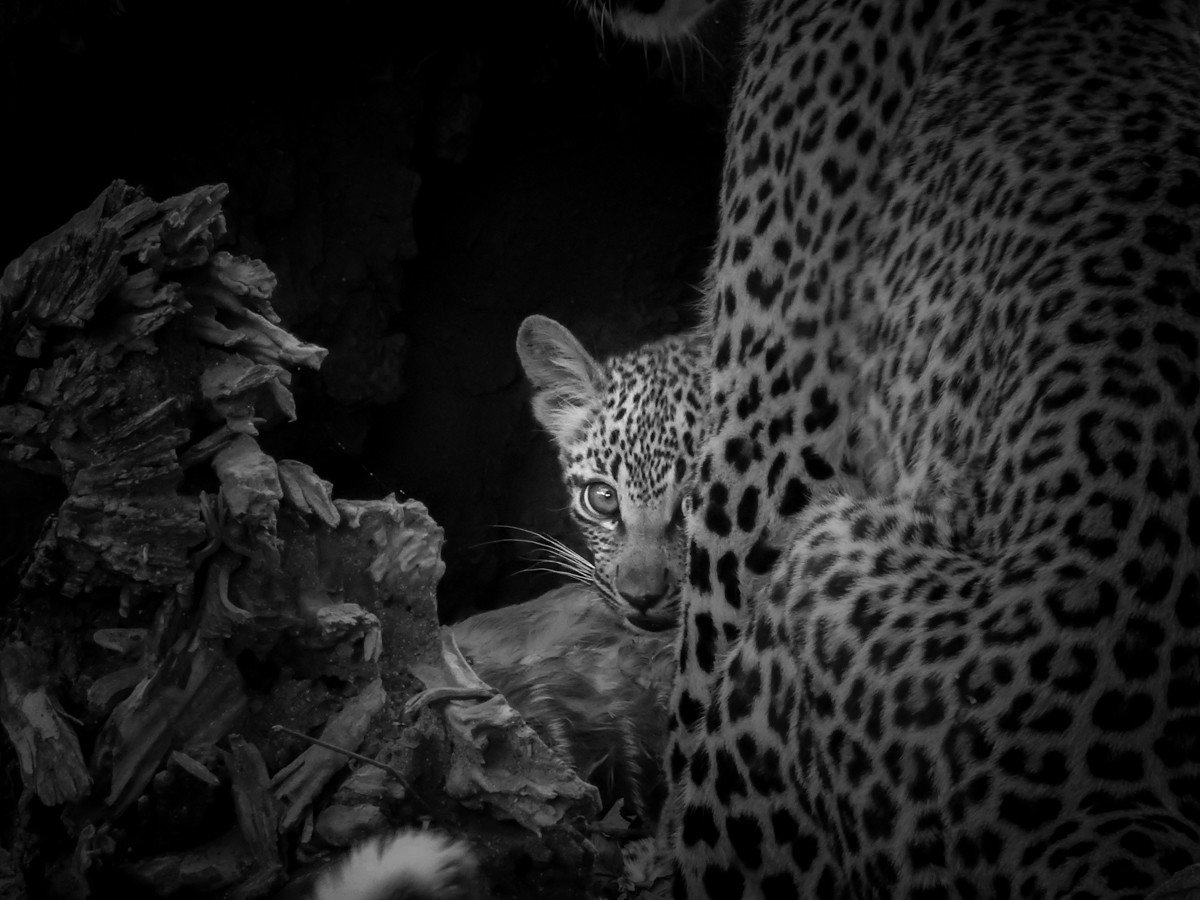 Trip Ideas big cat animal mammal leopard black and white vertebrate fauna cat like mammal big cats monochrome Wildlife monochrome photography