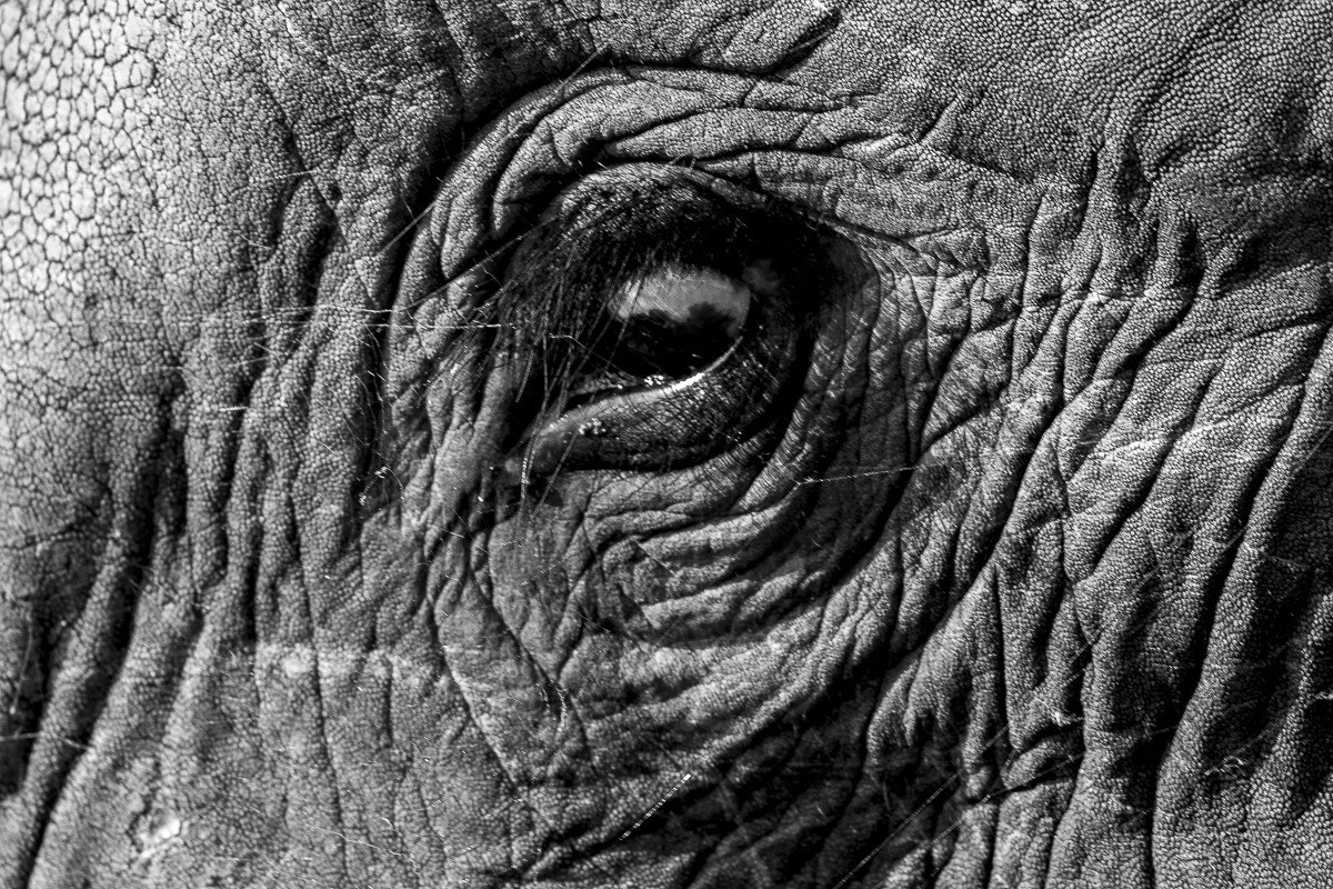 Trip Ideas outdoor black and white black elephant looking tree monochrome photography monochrome elephants and mammoths rock close up mammal close staring trunk drawing texture horse like mammal closeup temple geology walrus ear day