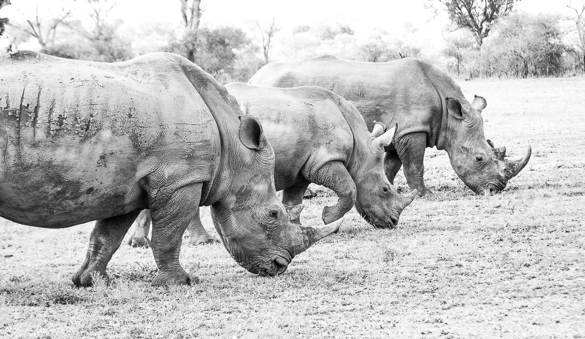 Trip Ideas rhinoceros animal outdoor ground mammal cow field black and white fauna Wildlife monochrome monochrome photography Safari pasture