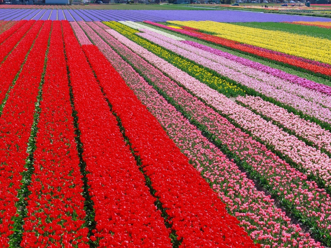 Travel Tips grass outdoor flower plant tulip field land plant flowering plant red annual plant lily family colorful colored lush