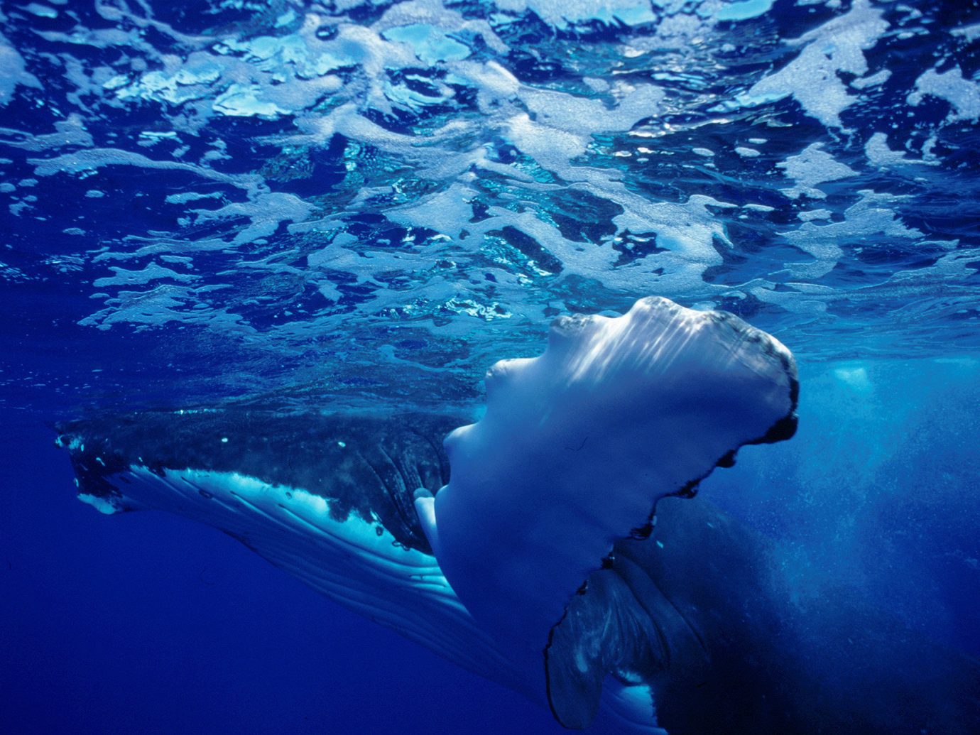 Islands Trip Ideas mammal vertebrate marine biology Ocean marine mammal biology whales dolphins and porpoises humpback whale whale Sea underwater common bottlenose dolphin ocean floor