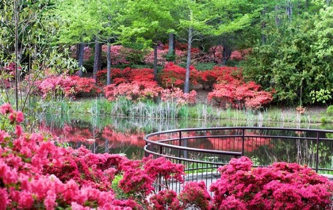 Offbeat tree outdoor flower grass Garden botany red plant pink land plant pond shrub botanical garden greenhouse flowering plant rhododendron backyard lawn Forest surrounded lush bushes colored