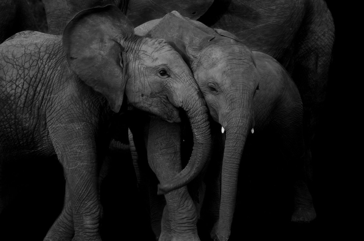 elephant Trip Ideas animal outdoor indian elephant standing mammal black and white vertebrate elephants and mammoths fauna adult monochrome monochrome photography baby Family