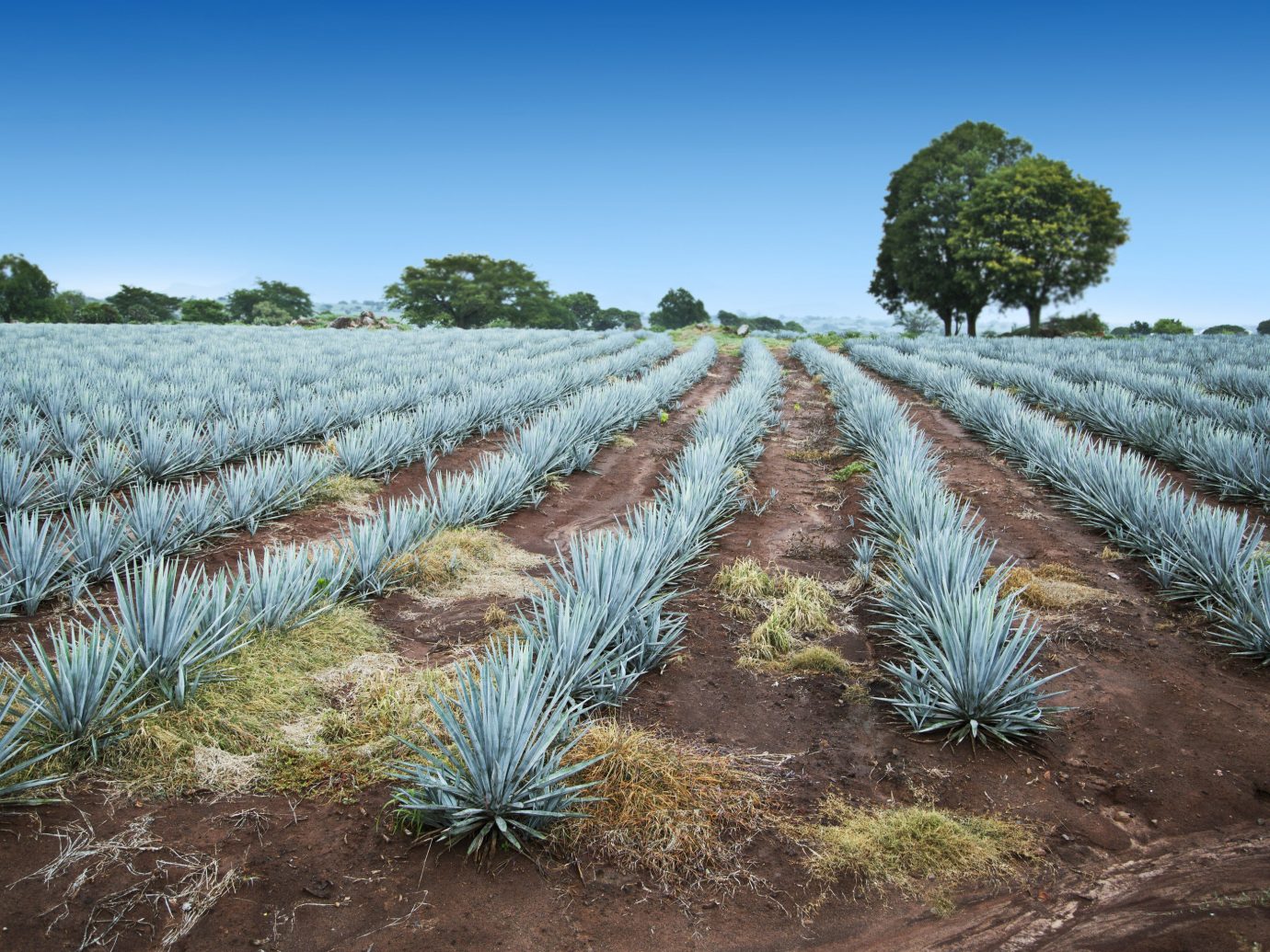 Trip Ideas plant field agave azul crop agriculture agave grass family tree grass plantation shrubland sky cactus flowering plant plant community landscape