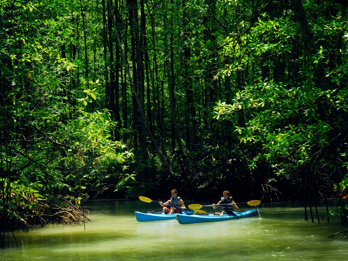 Adventure All-inclusive Budget Eco Jungle Outdoors Sport tree outdoor habitat Nature green natural environment Boat Forest River vehicle canoe bayou boating rainforest woodland surrounded wooded