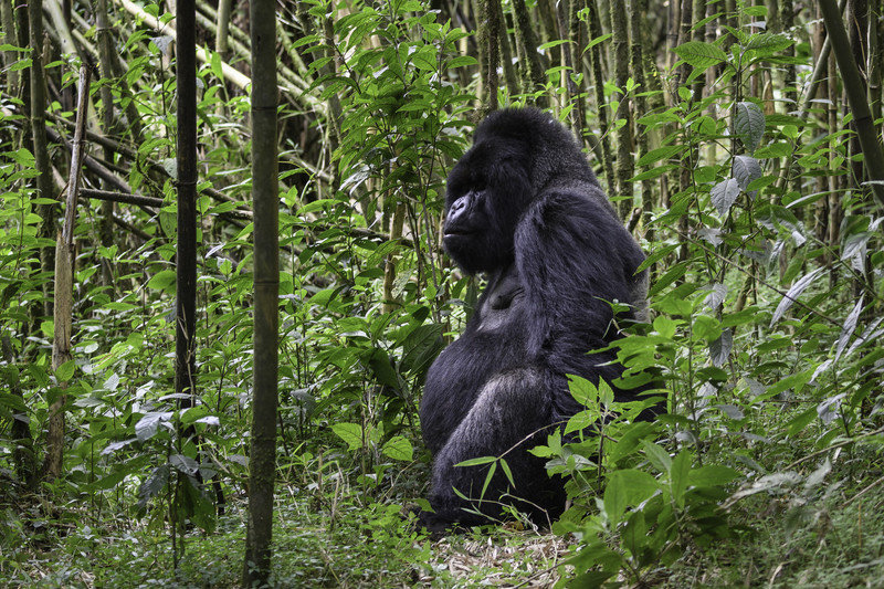 Gorilla in Africa