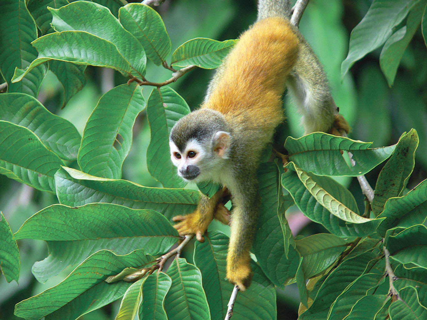 Capuchin Monkey In Costa Rica