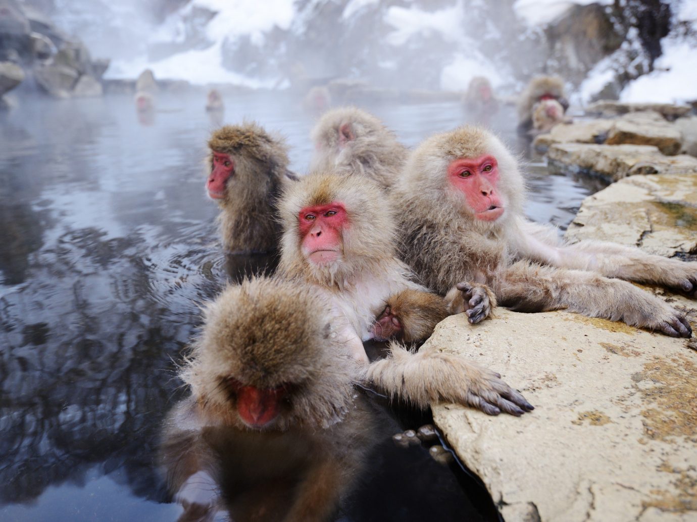 Adventure snow macaque outdoor primate japanese macaque old world monkey mammal monkey pile