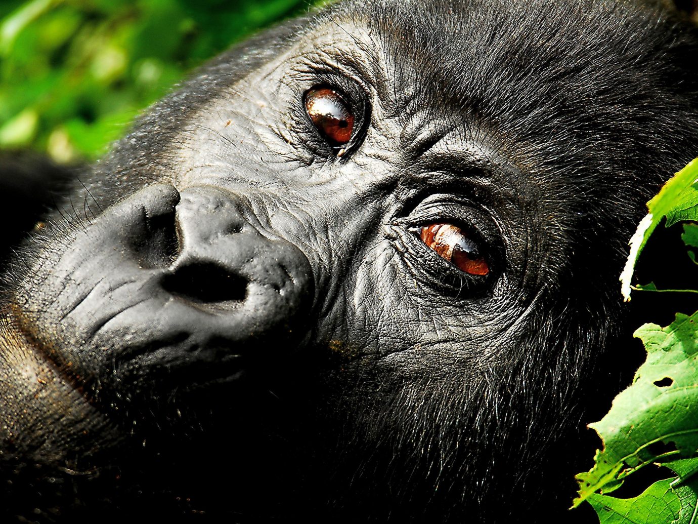 Trip Ideas animal western gorilla great ape mammal vertebrate primate looking chimpanzee ape black fauna Wildlife common chimpanzee green eyes zoo close staring
