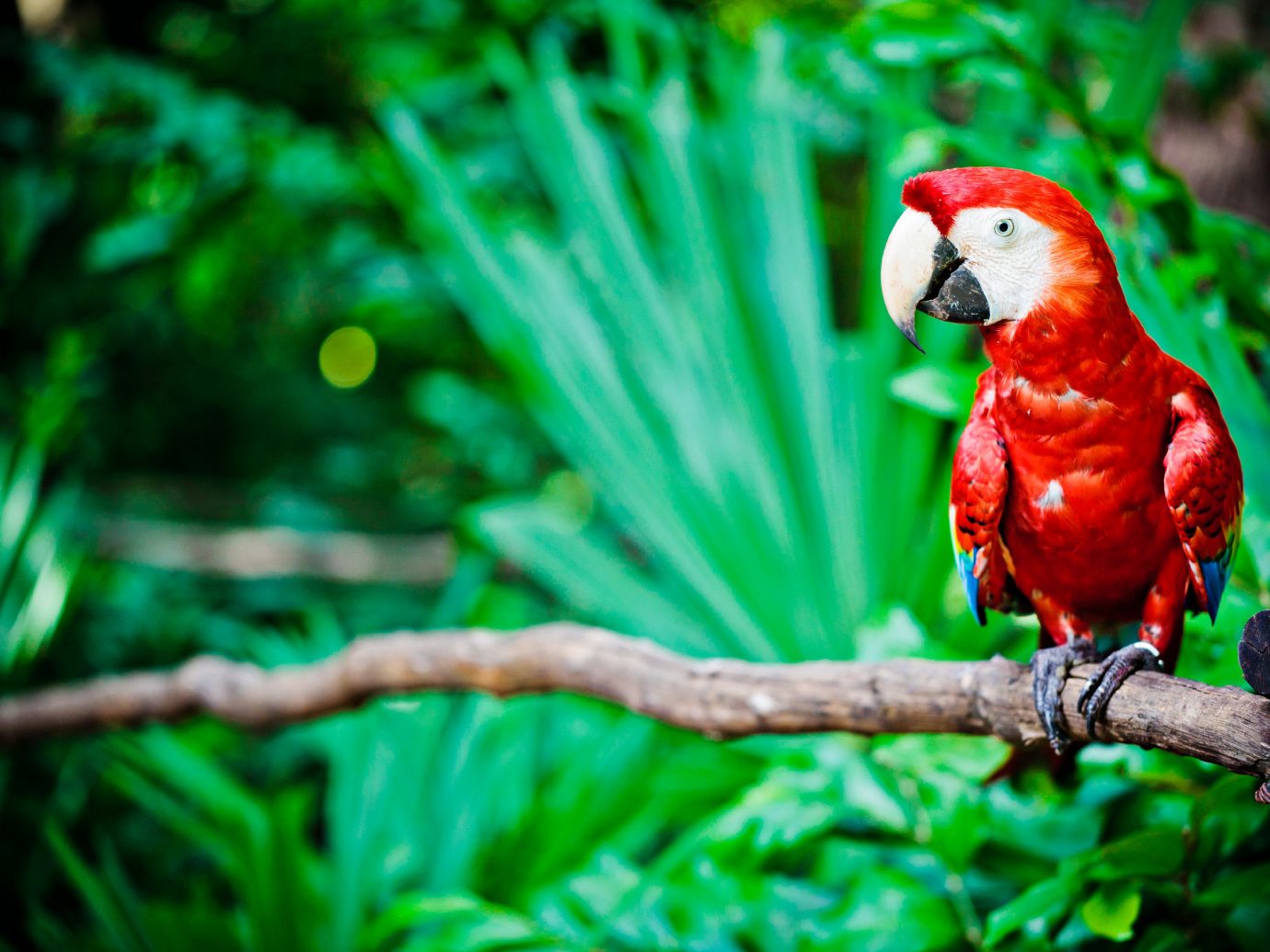 Hotels tree outdoor sitting parrot animal Bird Nature green beak vertebrate perched branch macaw fauna red Wildlife parakeet colorful Jungle lorikeet colored