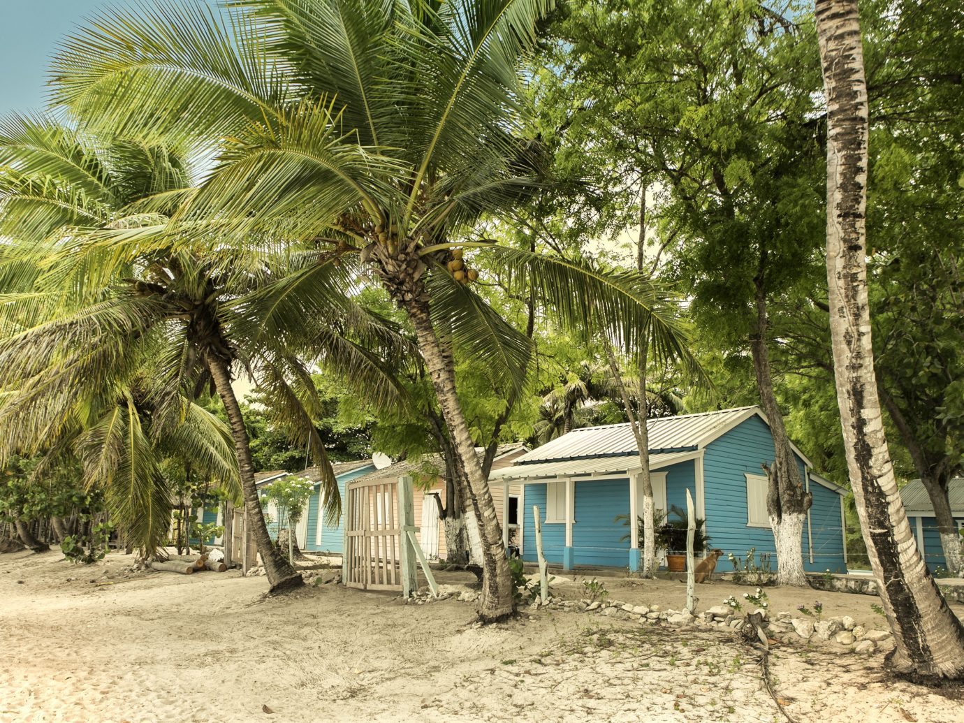 Travel Tips tree outdoor ground plant arecales vacation Beach hut Resort Jungle palm dirt area shade sandy