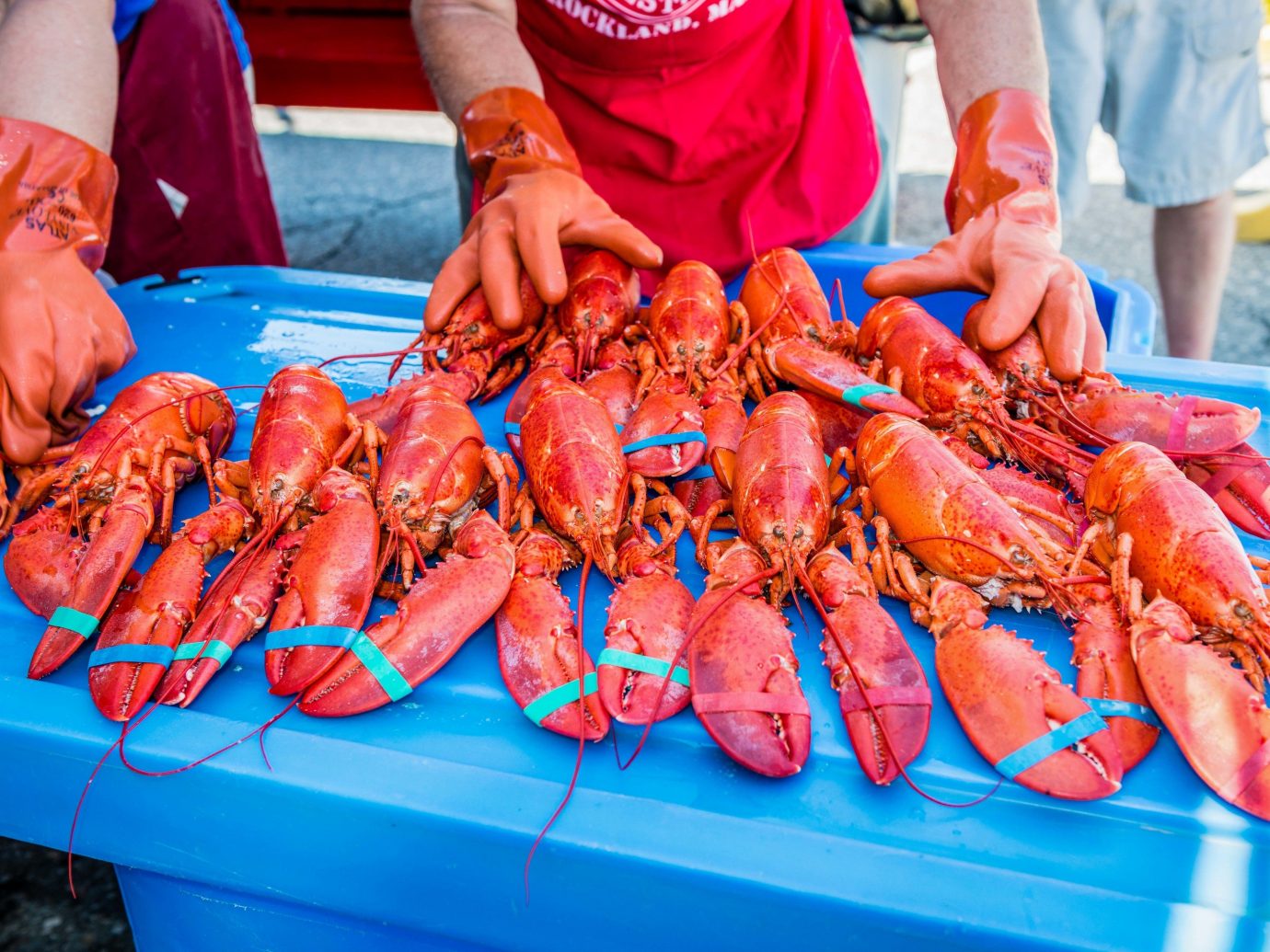 Maine Lobster Festival Offbeat arthropod invertebrate animal person carrot Seafood food blue american lobster lobster decapoda crustacean animal source foods seafood boil crab king crab homarus dungeness crab crab boil new england clam bake homarus gammarus crab meat crayfish spiny lobster