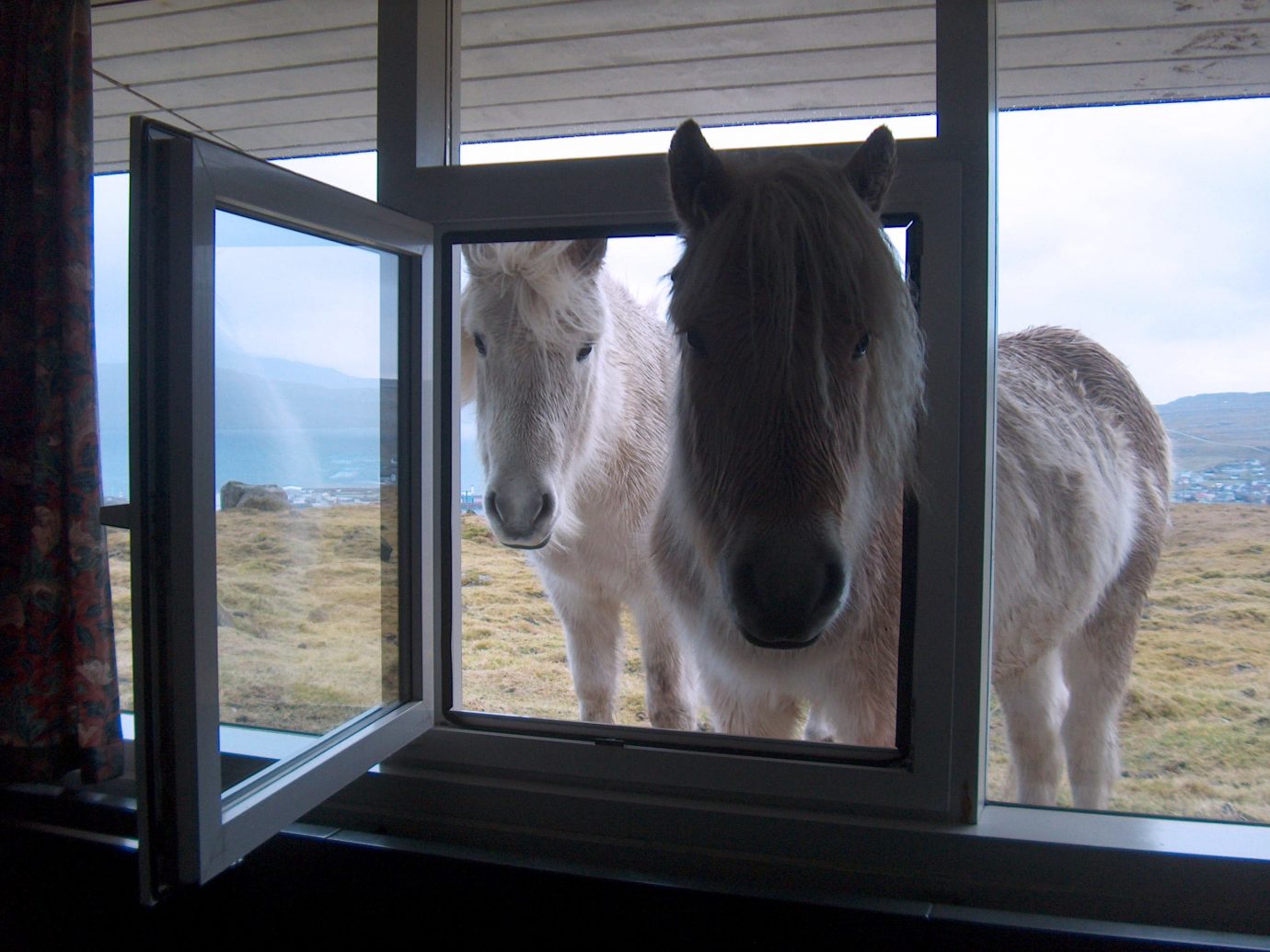 Trip Ideas window horse looking mammal indoor standing animal horse like mammal mane stallion staring day