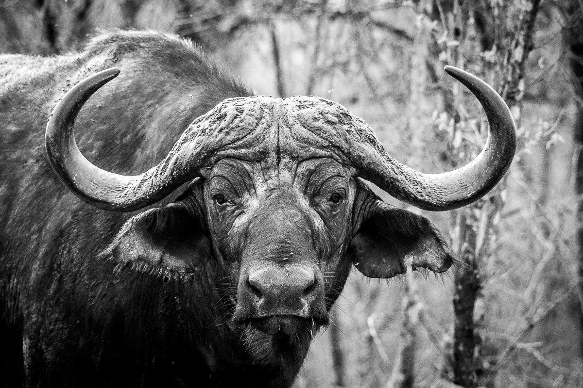 Trip Ideas cow outdoor bovine standing grass black and white black animal mammal looking Wildlife fauna monochrome photography water buffalo field cattle like mammal monochrome horn close bull staring pasture