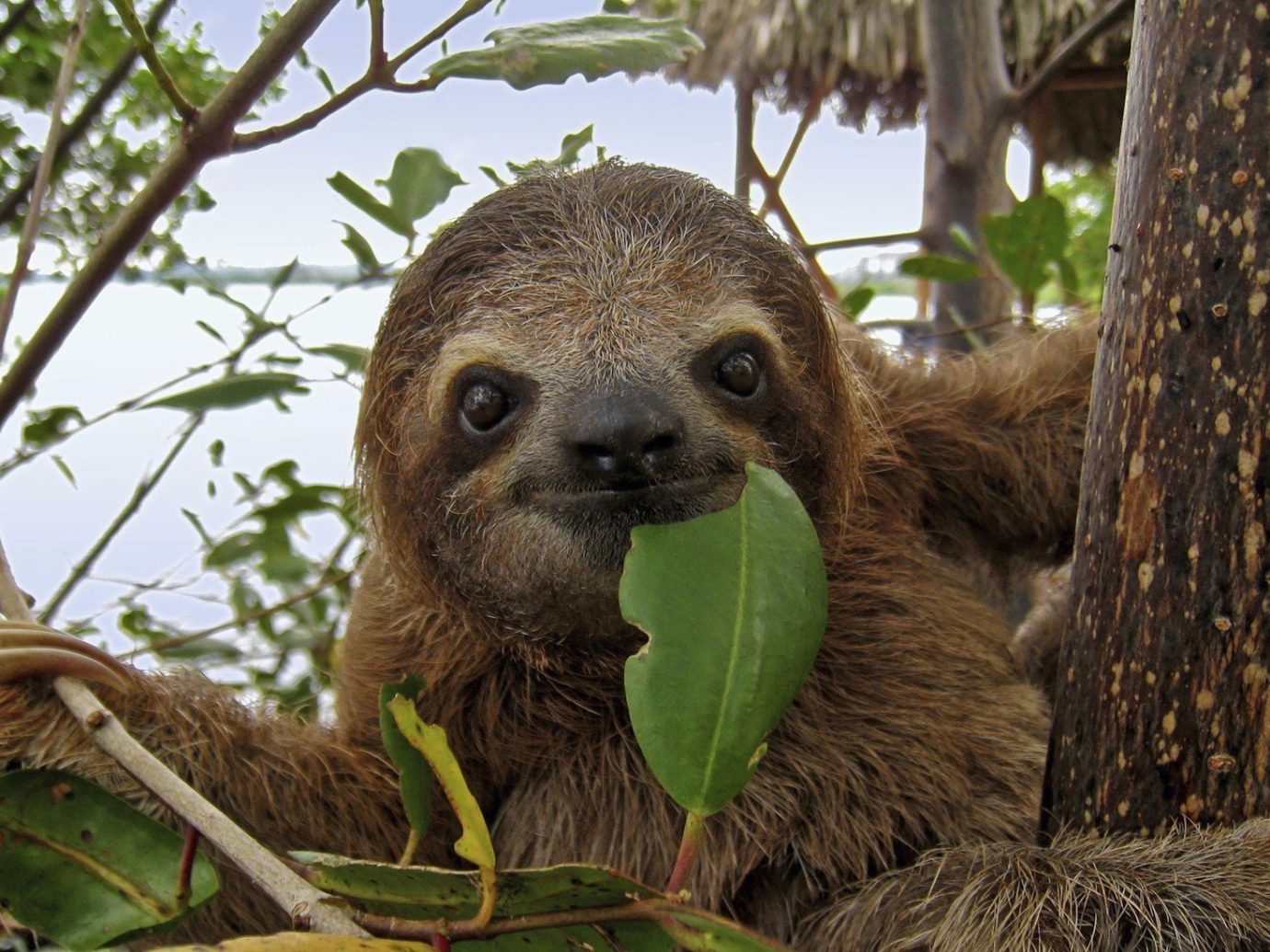 Trip Ideas tree outdoor animal mammal vertebrate Wildlife sloth fauna meerkat three toed sloth zoo trunk