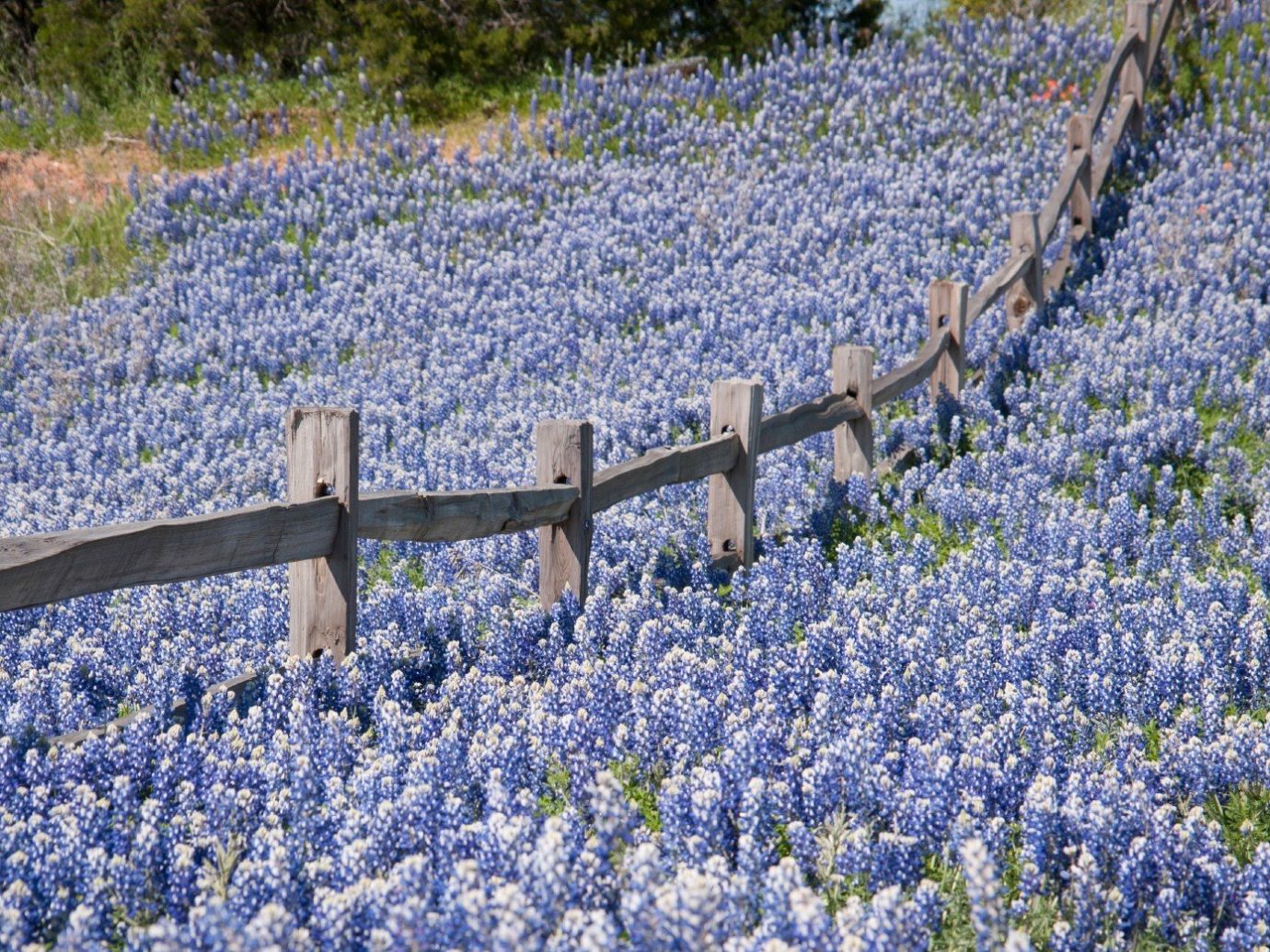 Travel Tips tree flower outdoor Fence lavender bluebonnet plant lupin english lavender flora botany land plant flowering plant field wildflower meadow blossom woodland frost