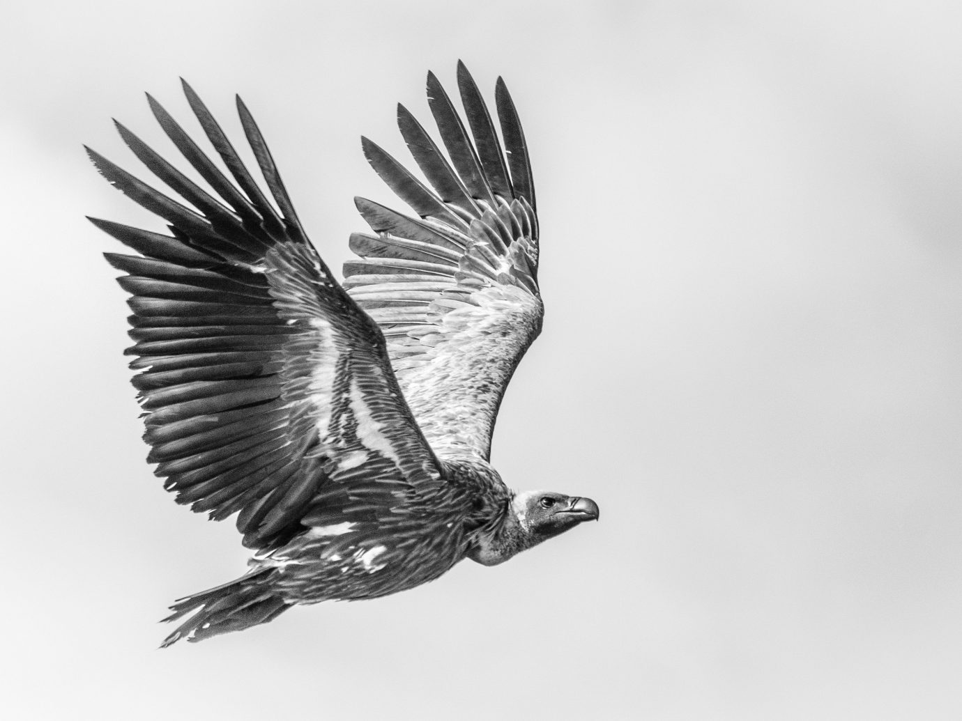 Trip Ideas Bird animal sky outdoor flying black and white beak vertebrate bird of prey accipitriformes monochrome photography monochrome eagle perching bird wing air sketch raven drawing cloudy day