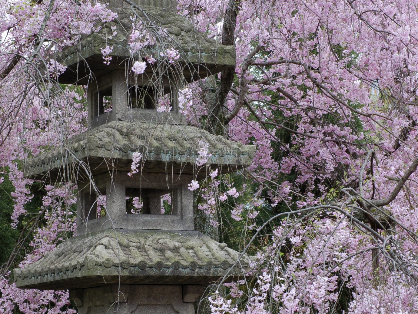 Arts + Culture Festivals + Events Offbeat Travel Tips tree outdoor flower plant cherry blossom flora botany blossom spring Garden stone shrine surrounded