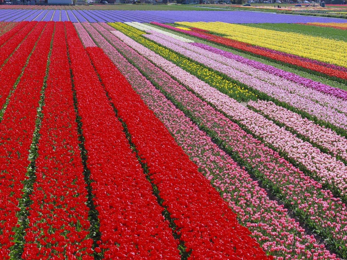 Trip Ideas grass outdoor flower plant field tulip land plant flowering plant red annual plant lily family colorful