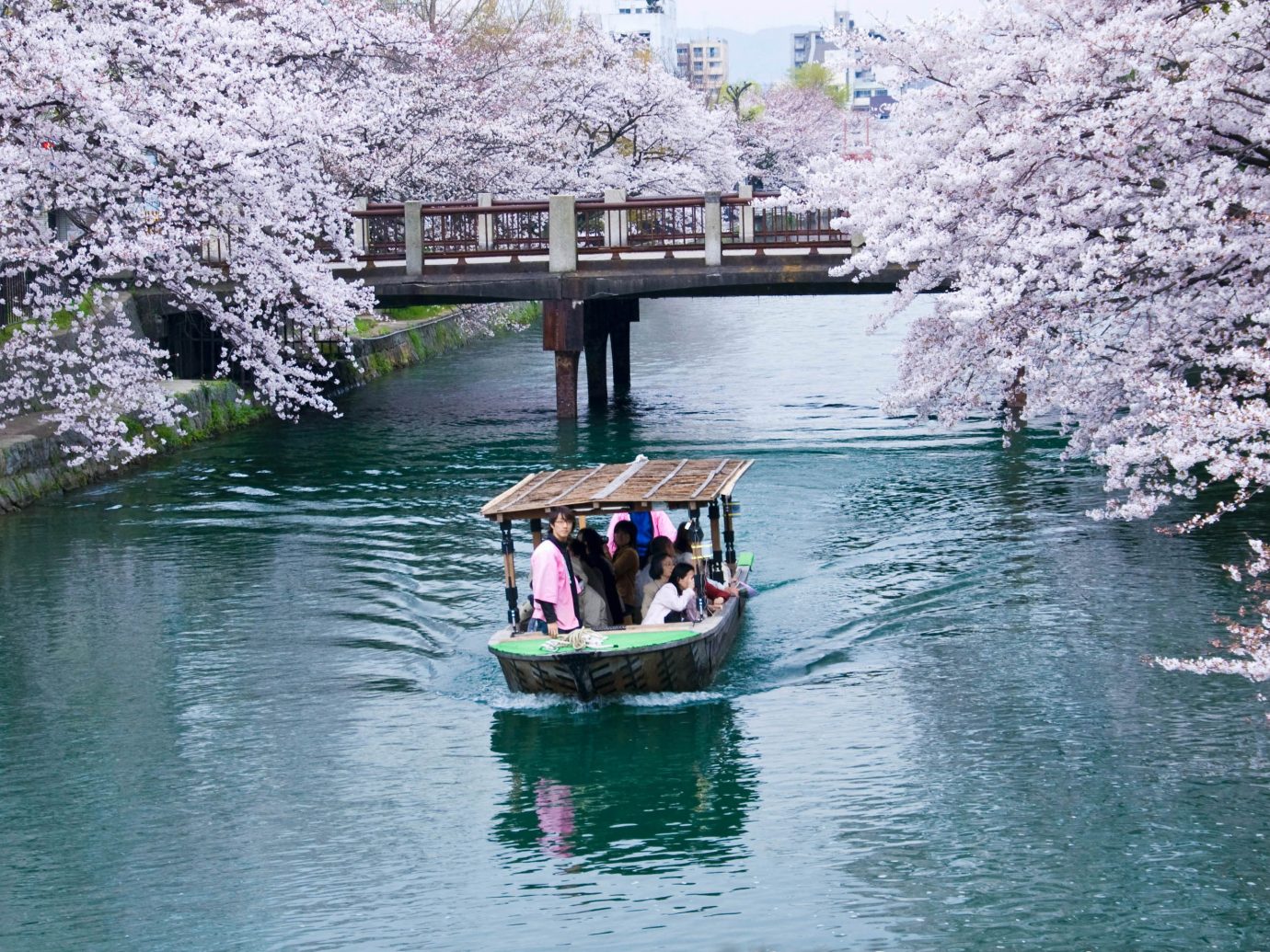 Trip Ideas water outdoor flower cherry blossom plant River traveling blossom waterway Lake