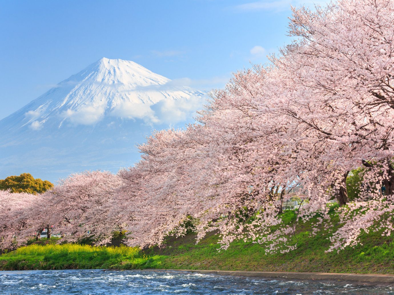 Arts + Culture Festivals + Events Hotels Offbeat Travel Tips Trip Ideas outdoor mountain sky flower Nature cherry blossom plant blossom River hillside surrounded