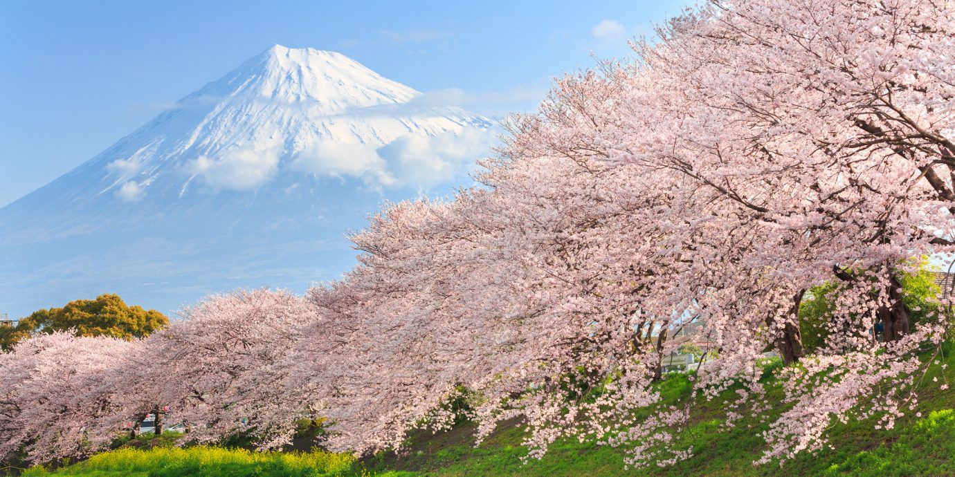 Arts + Culture Festivals + Events Hotels Offbeat Travel Tips Trip Ideas outdoor mountain sky flower Nature cherry blossom plant blossom River hillside surrounded