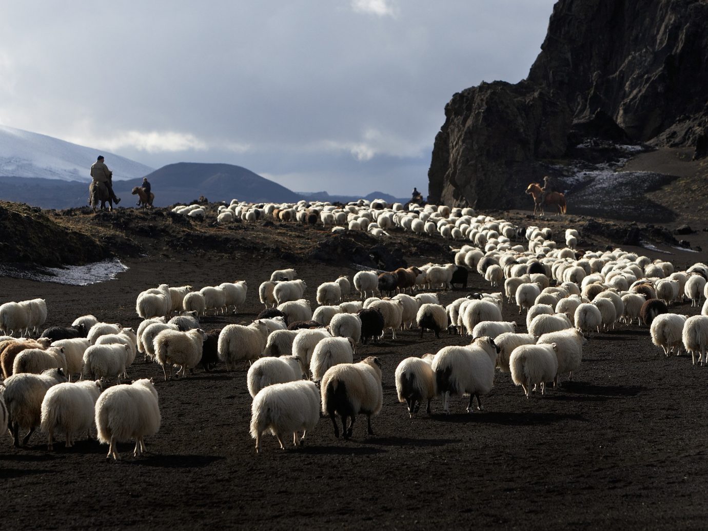 Iceland Travel Tips sheep sky outdoor grass herd mammal mountain sheeps flock Sea hillside