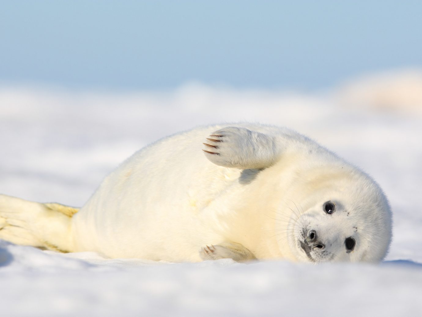 Offbeat animal polar polar bear outdoor mammal vertebrate harbor seal aquatic mammal fauna white seal bear parrot seals arctic marine mammal Bird
