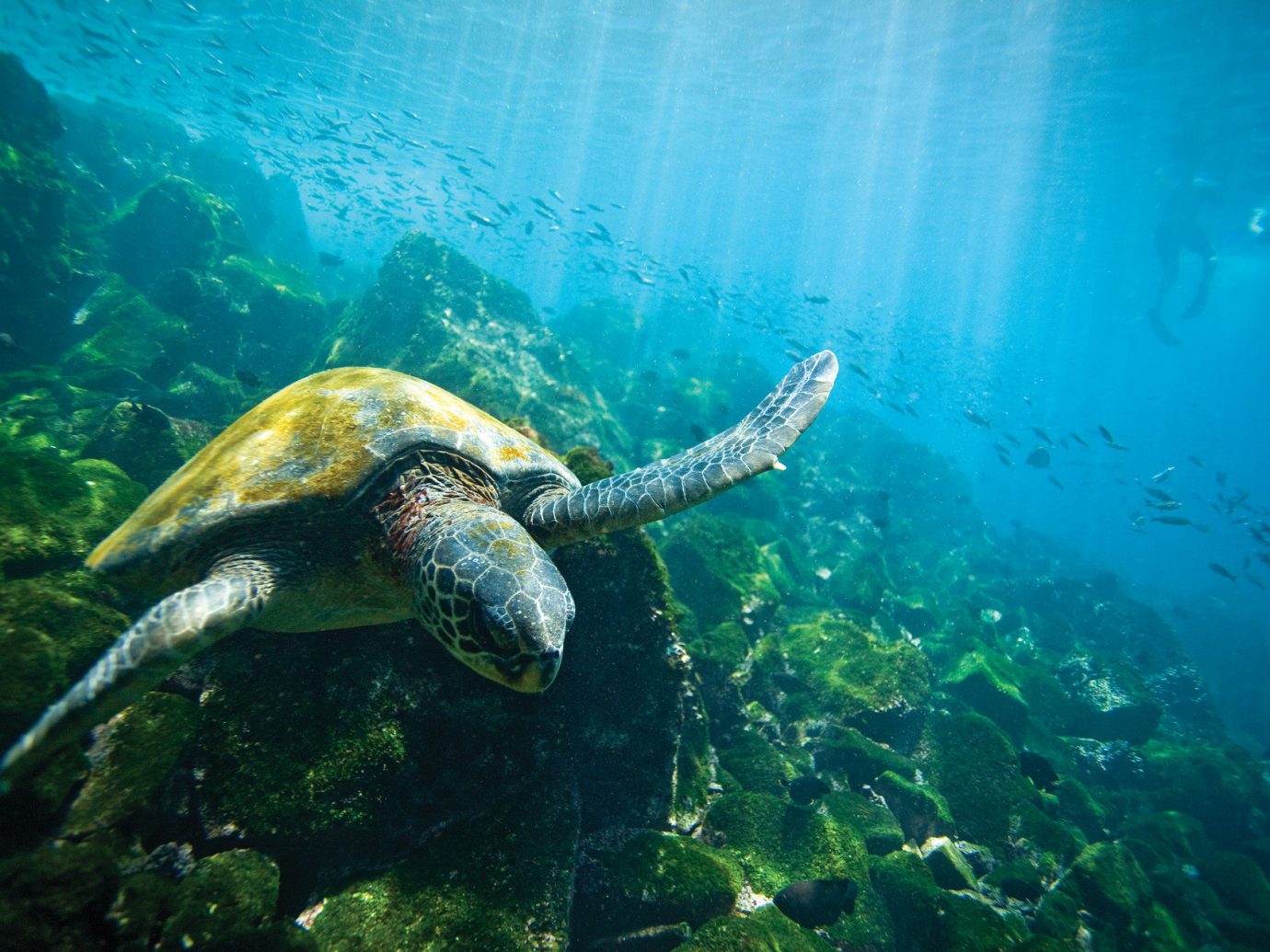 National Parks Trip Ideas outdoor reptile turtle animal marine biology underwater biology sea turtle Sea loggerhead coral reef