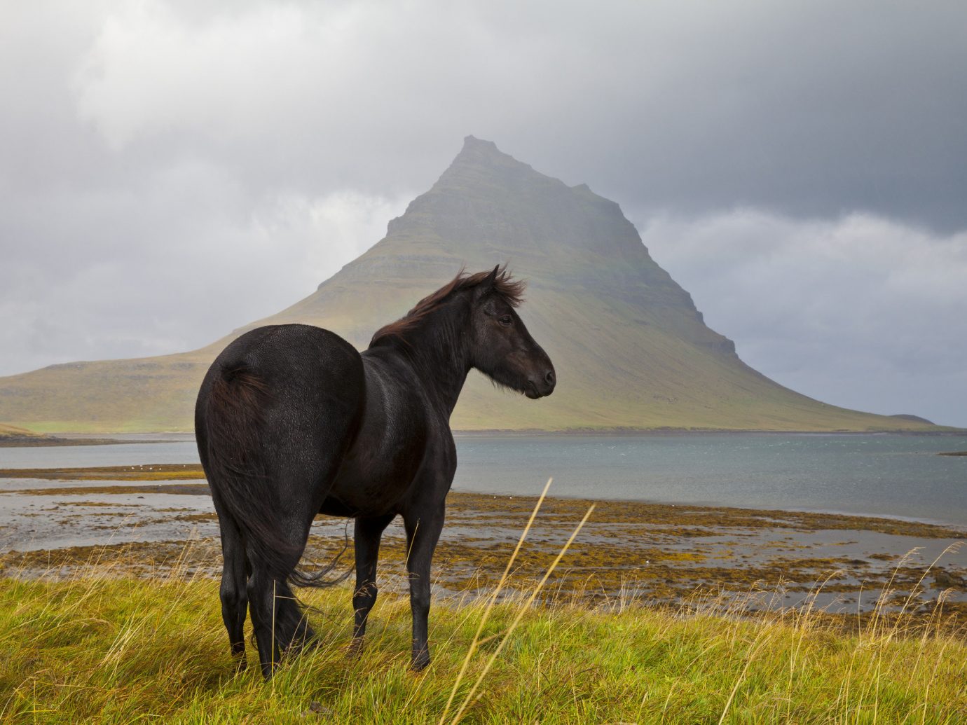 Travel Tips sky grass outdoor horse habitat field pasture mammal animal standing natural environment grassland stallion mustang horse cloudy mare grazing mountain horse like mammal steppe landscape rural area green meadow herd clouds grassy Sea lush day highland