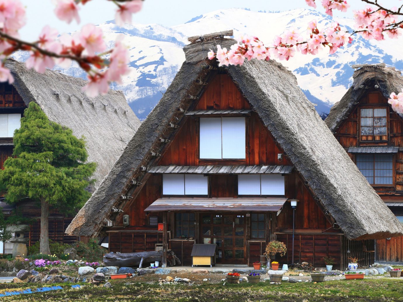 Trip Ideas flower plant house home tree building spring cherry blossom facade cottage roof