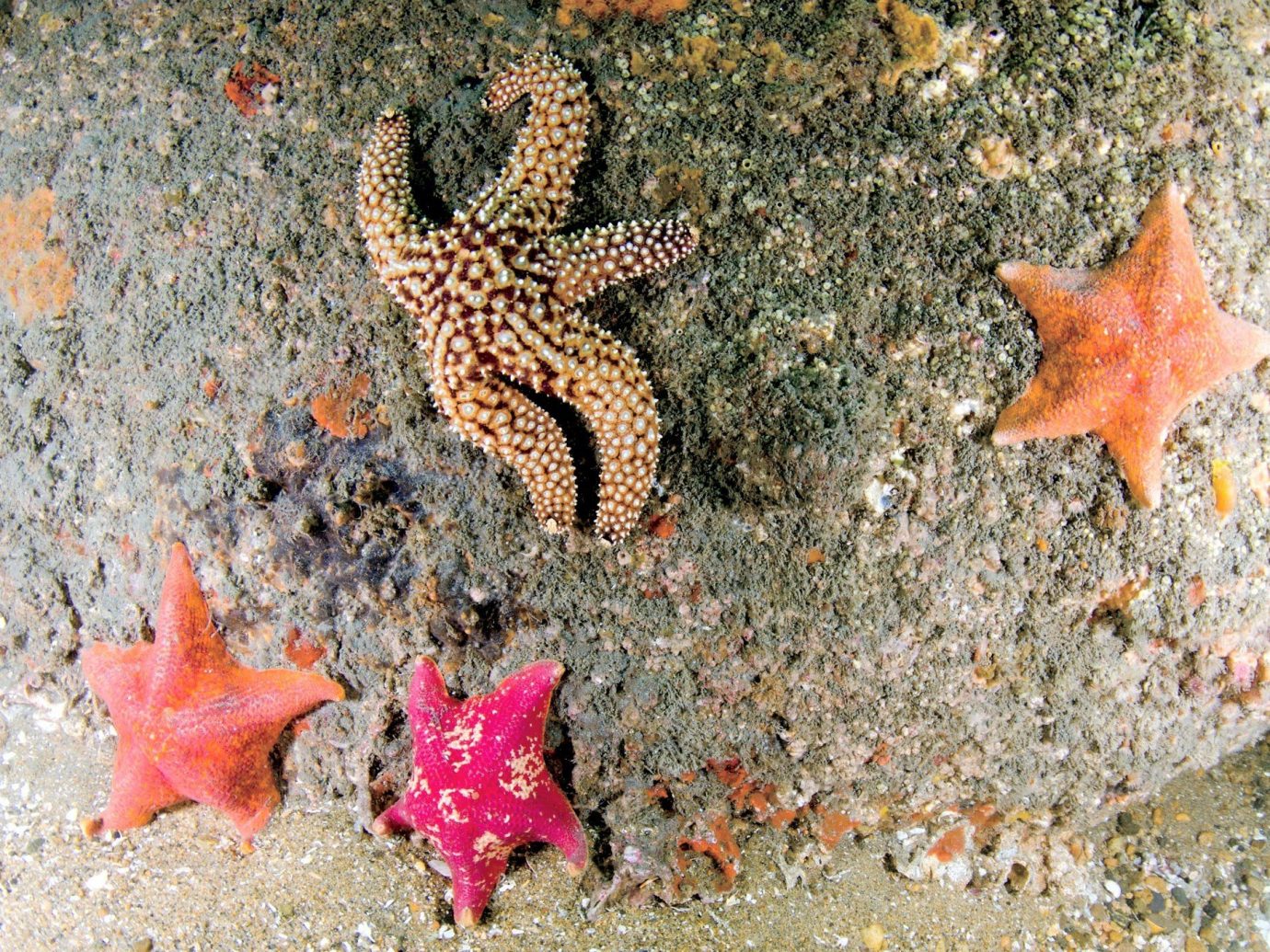 Hotels starfish animal echinoderm marine biology outdoor fauna marine invertebrates invertebrate biology coral