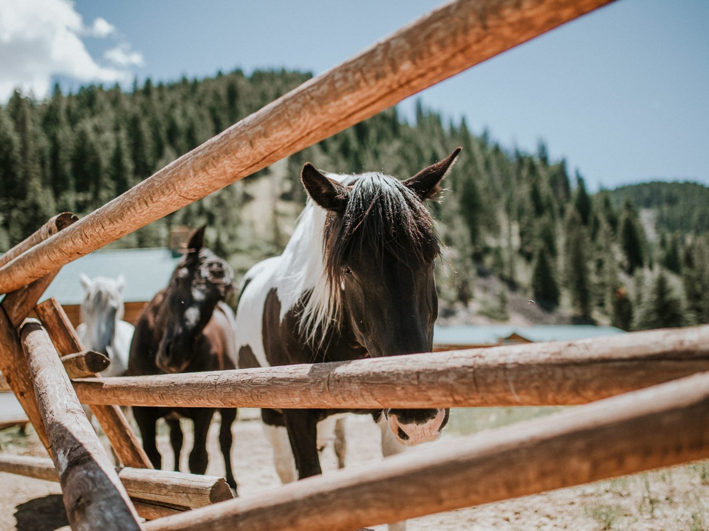 Glamping Hotels Montana Outdoors + Adventure Trip Ideas tree horse like mammal horse mane wood rural area Ranch stallion sky livestock pasture snout plant Winter landscape grass mustang horse Farm