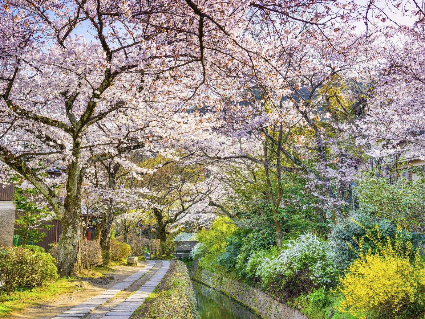 Arts + Culture Festivals + Events Travel Tips tree outdoor flower plant blossom cherry blossom botany season Garden spring surrounded Forest wooded
