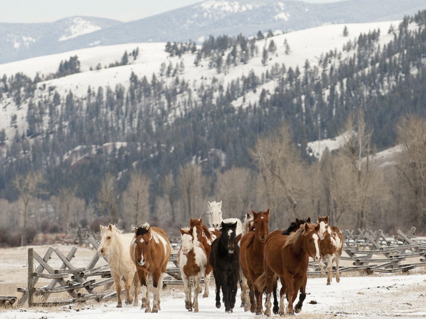 Hotels outdoor snow cow sky mountain mammal animal herd pasture brown Winter group cattle like mammal cattle mountain range horse highland