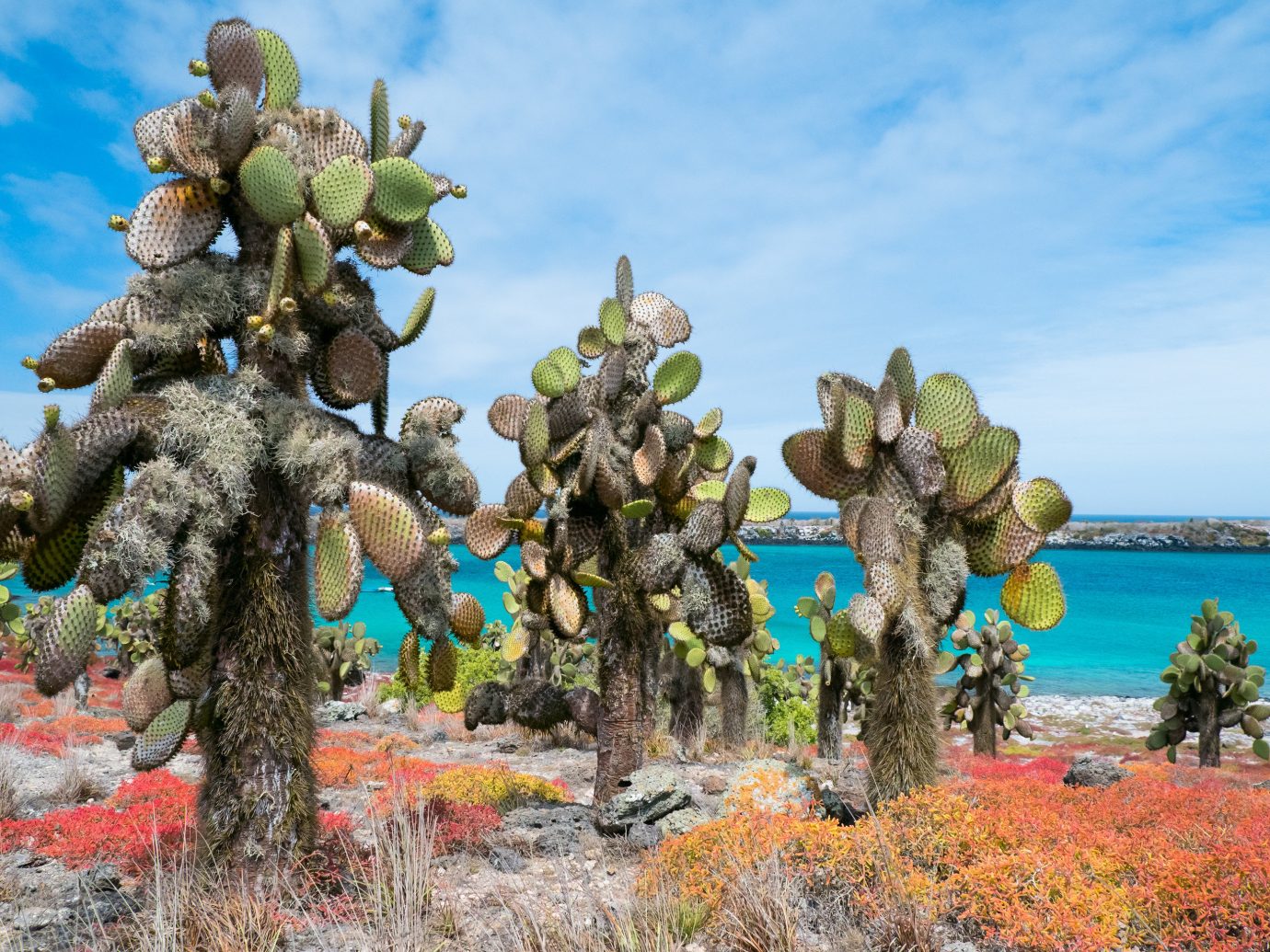 National Parks Trip Ideas sky plant grass cactus outdoor tree flora flower screenshot sculpture