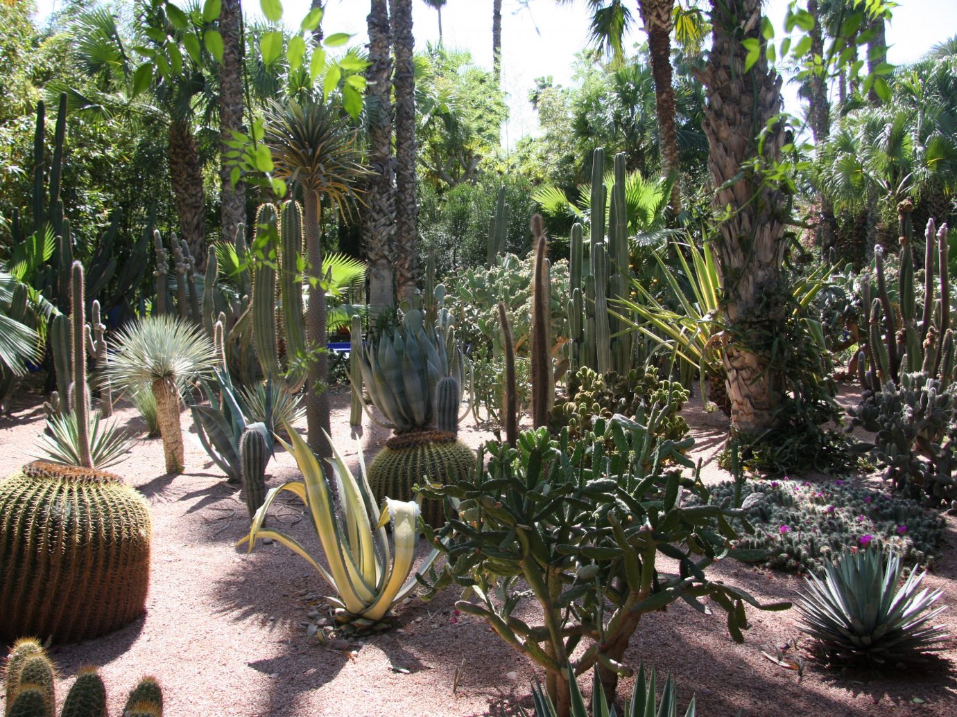 Trip Ideas tree cactus plant vegetation botanical garden outdoor arecales flowering plant flora palm tree biome Garden hedgehog cactus tropics flower recreation