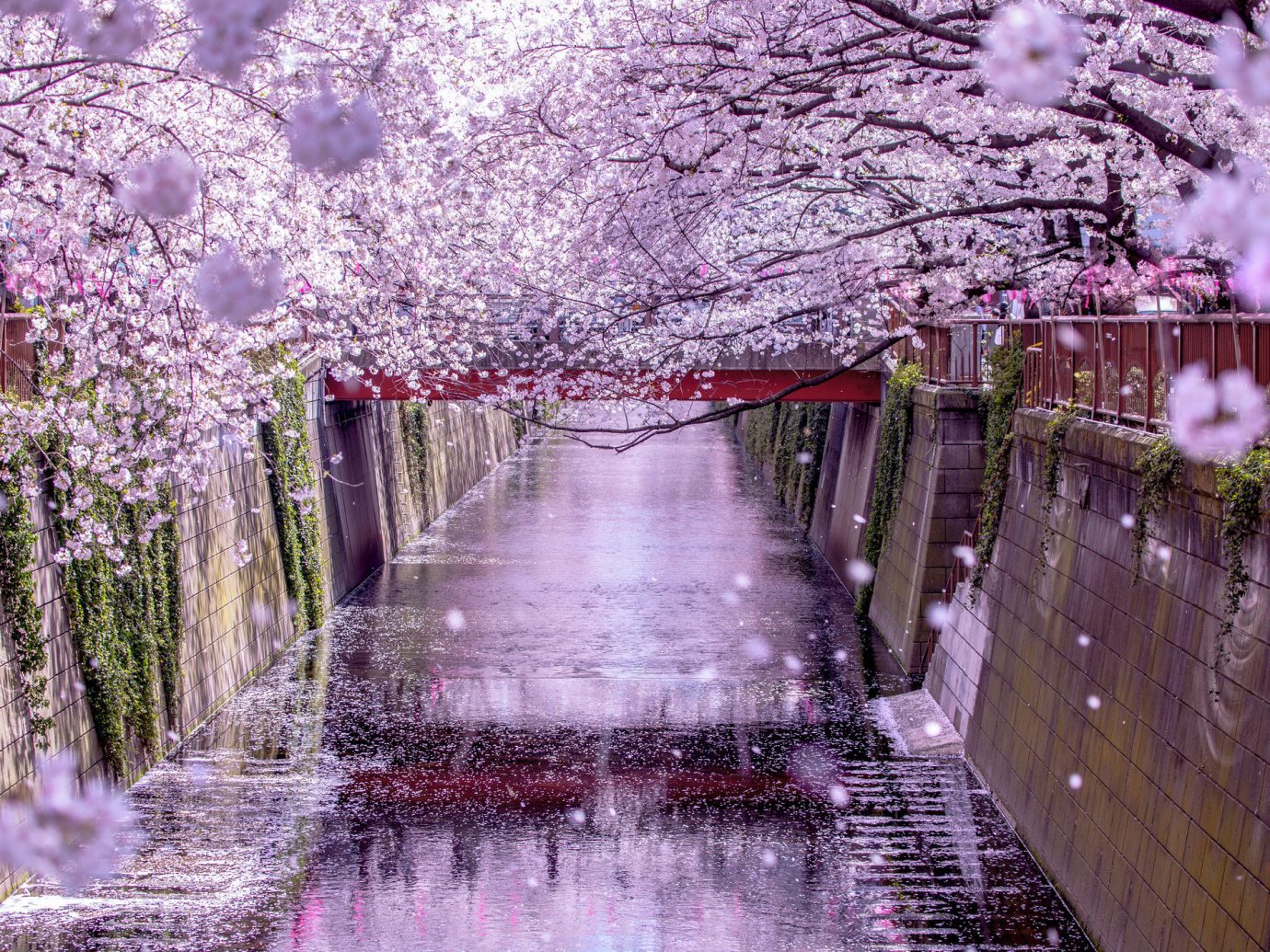 Offbeat outdoor flower plant cherry blossom blossom season spring Nature branch rain surrounded