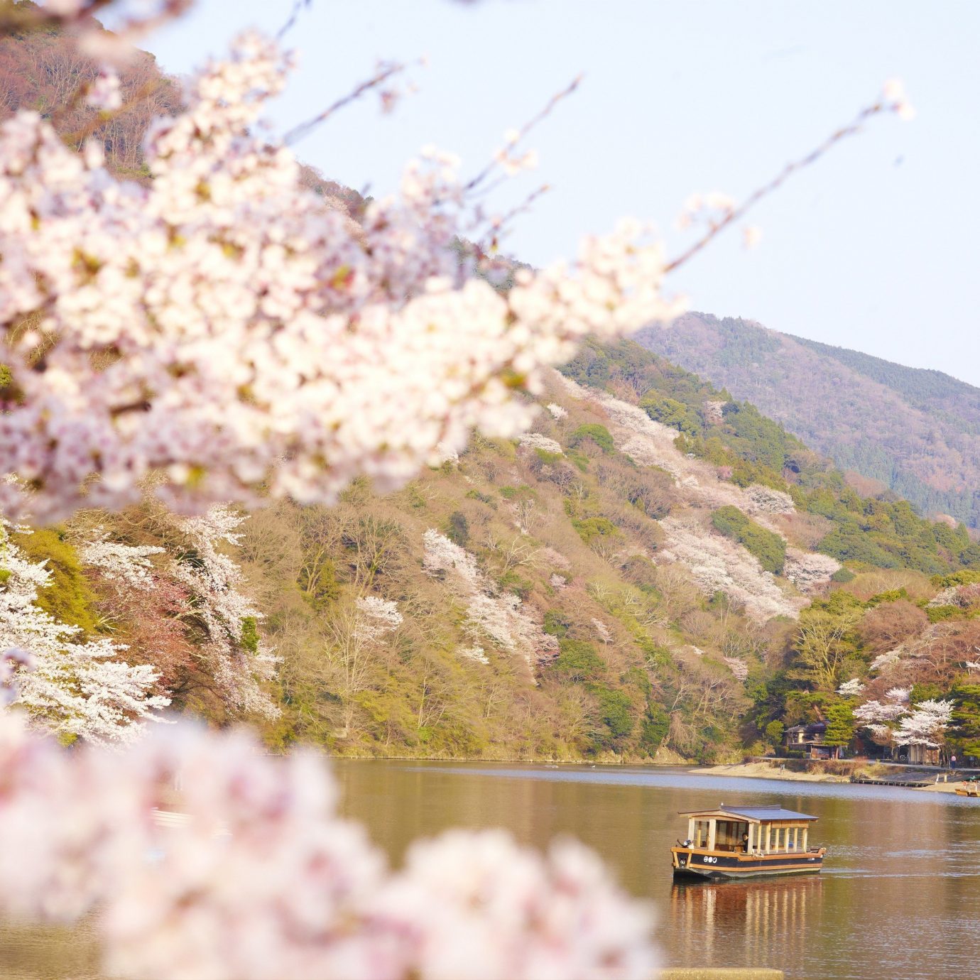 Beauty Health + Wellness Japan Kyoto San Francisco Travel Tips flower plant blossom cherry blossom spring flora tree sky