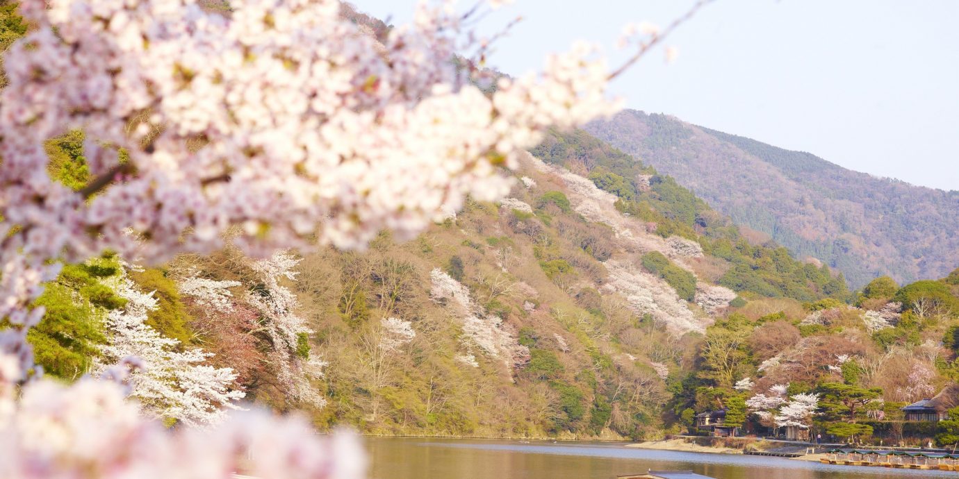 Beauty Health + Wellness Japan Kyoto San Francisco Travel Tips flower plant blossom cherry blossom spring flora tree sky