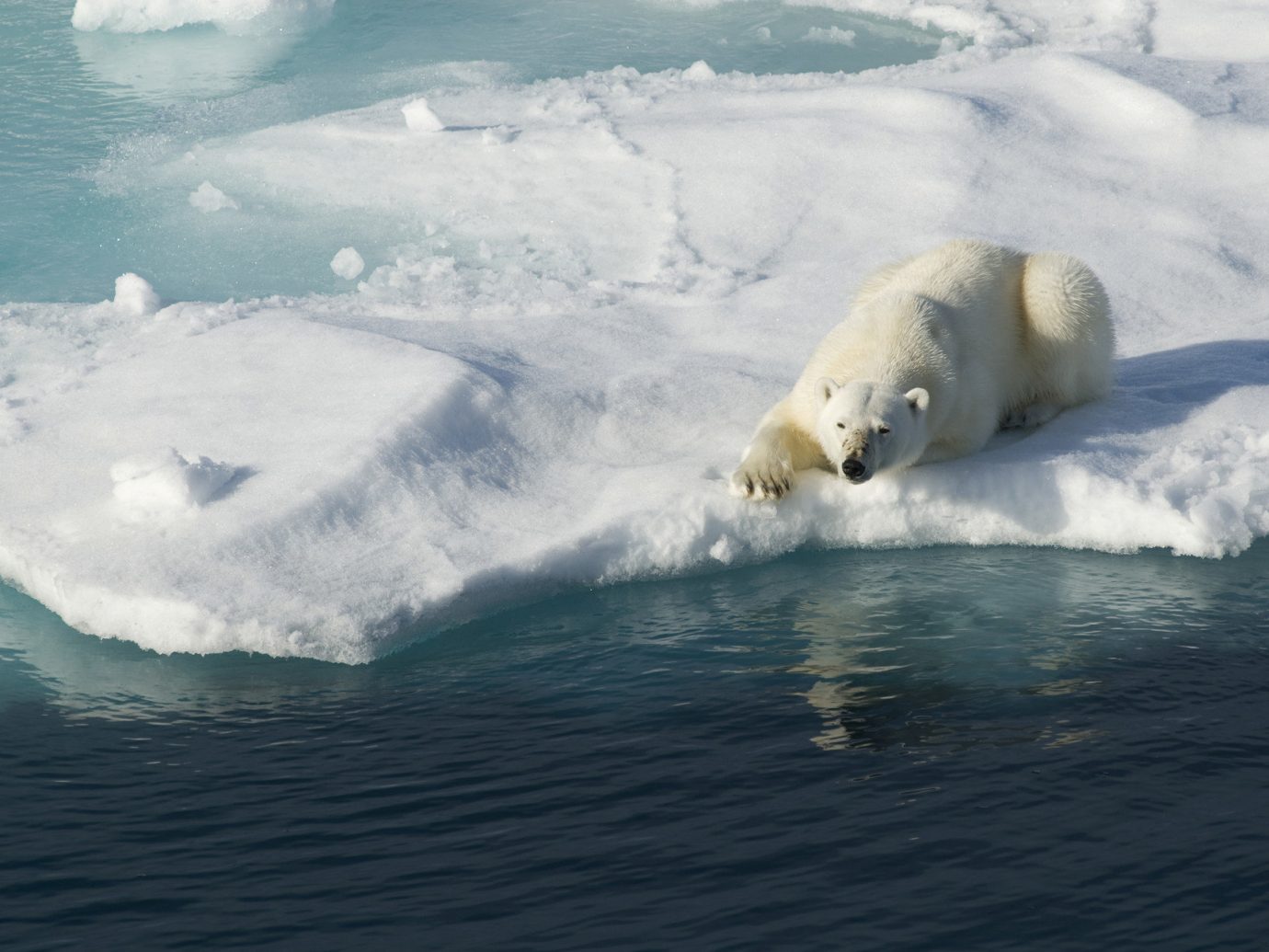 Trip Ideas outdoor water polar bear mammal arctic bear Ocean arctic ocean Sea wind wave wave water sport Nature surfing ice iceberg