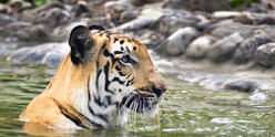 Trip Ideas outdoor water animal Wildlife tiger mammal rock fauna big cats zoo outdoor recreation cat like mammal Safari