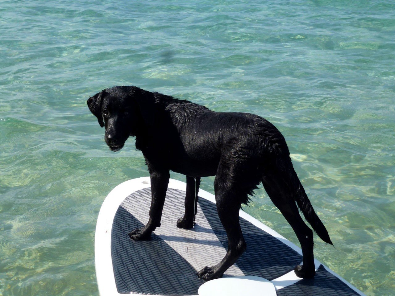 Offbeat water Dog mammal vertebrate outdoor black newfoundland labrador retriever dog like mammal