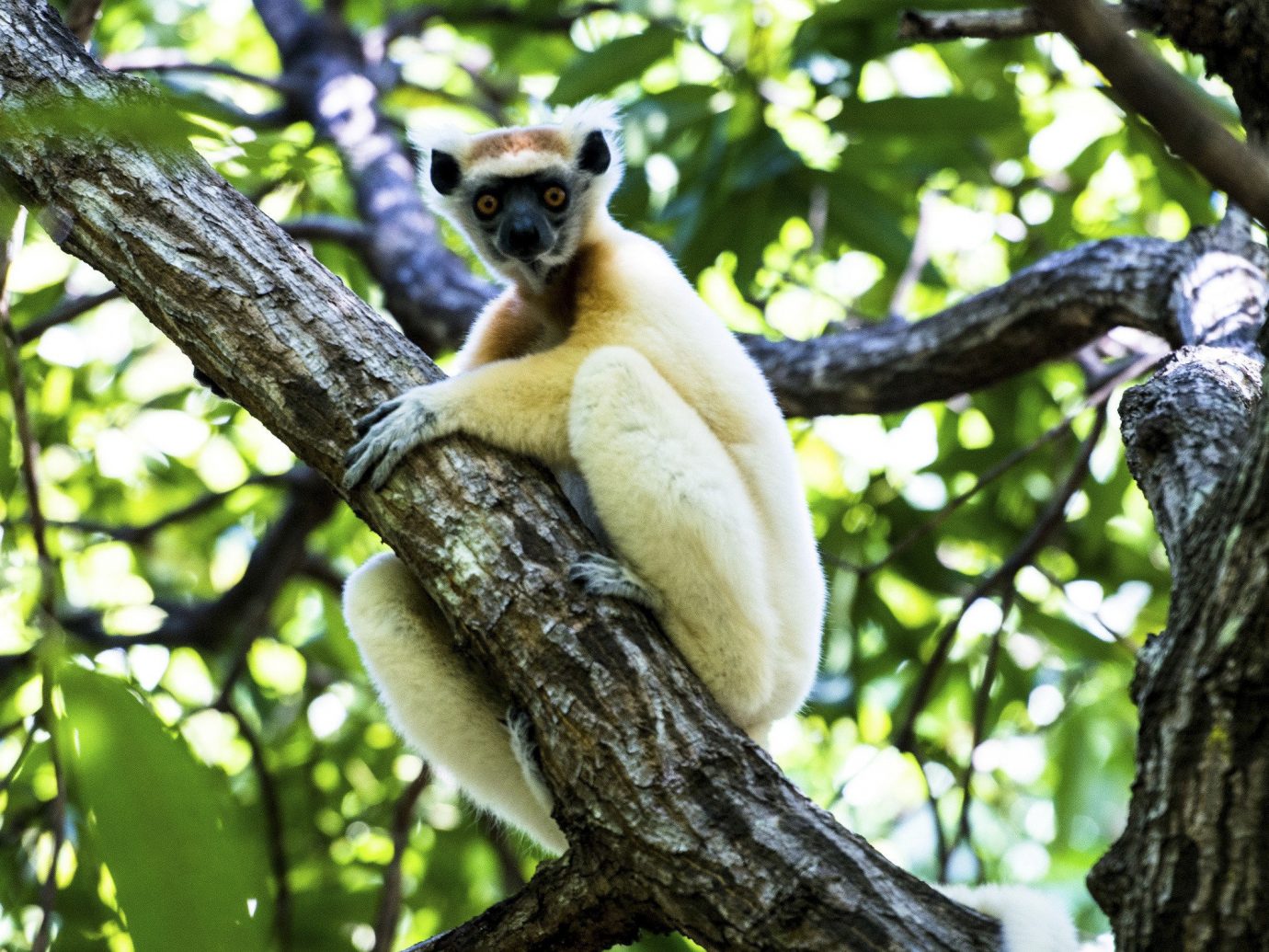 Lemur in Africa Safari